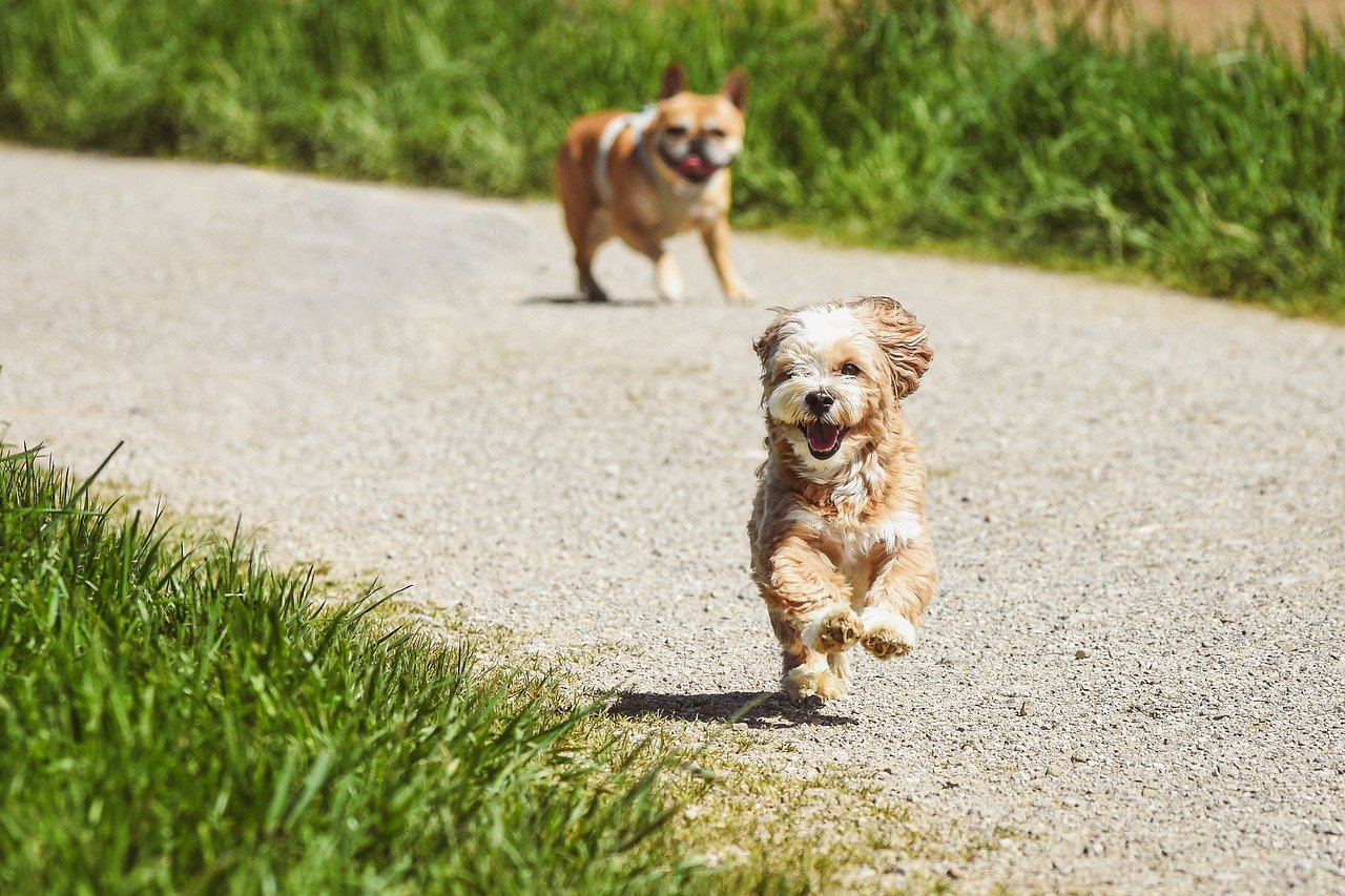 The Joyful Zoomies in the Backyard (image credits: pixabay)