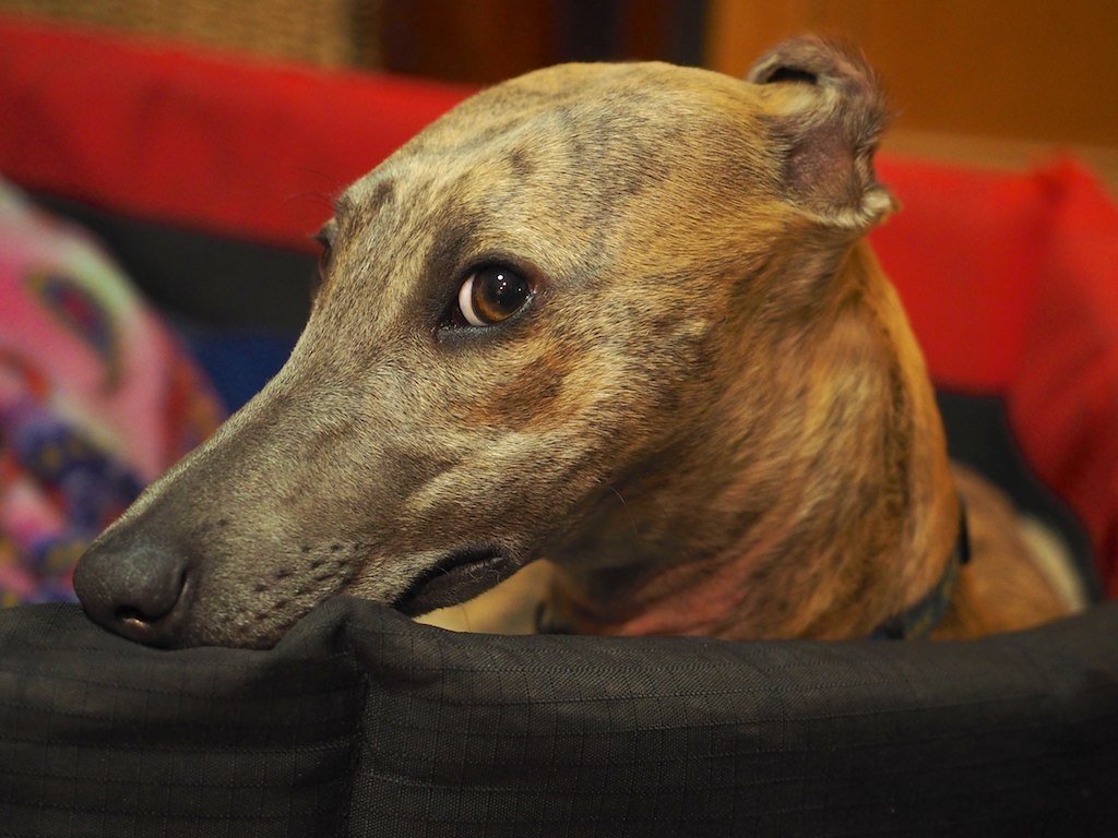 The “Guilty” Look After Mischief (image credits: flickr)