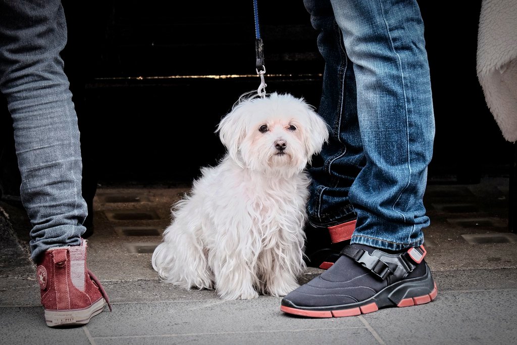 Unexpectedly Demanding Personalities (image credits: flickr)