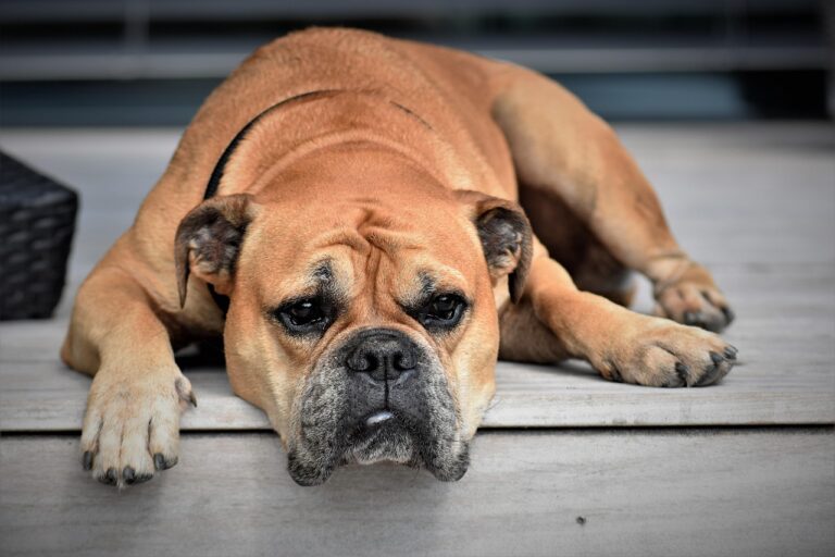 Why Most Dogs Struggle to Learn to Be Alone