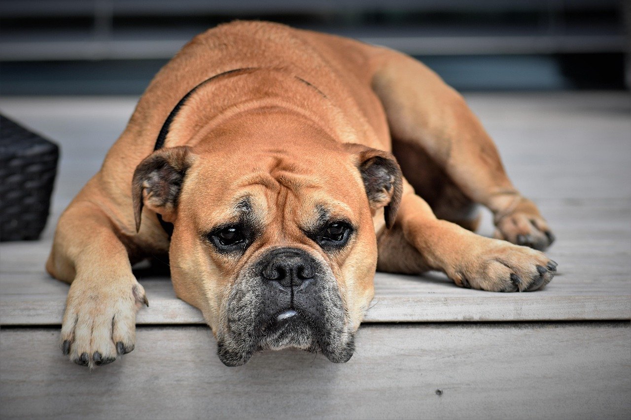 Why Most Dogs Struggle to Learn to Be Alone