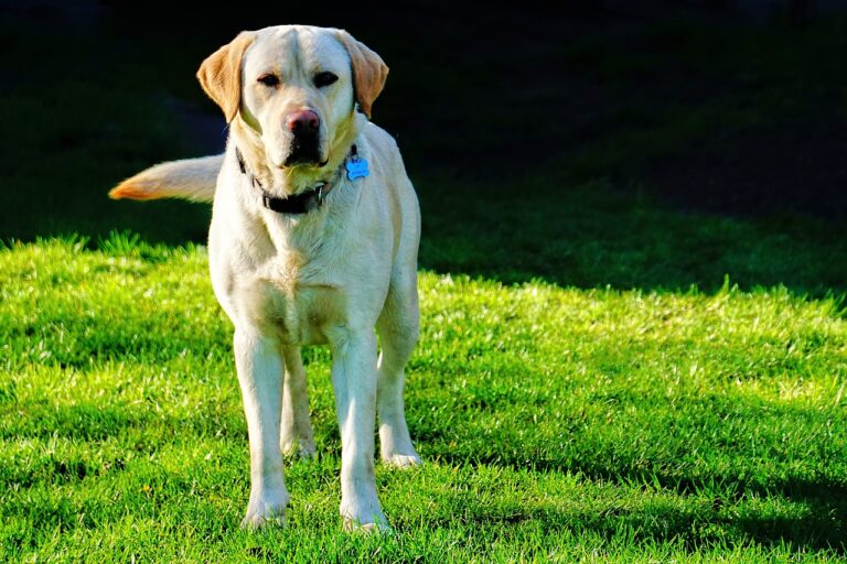 Why The Labrador Retriever is The Most Popular Dog Breed in Louisiana