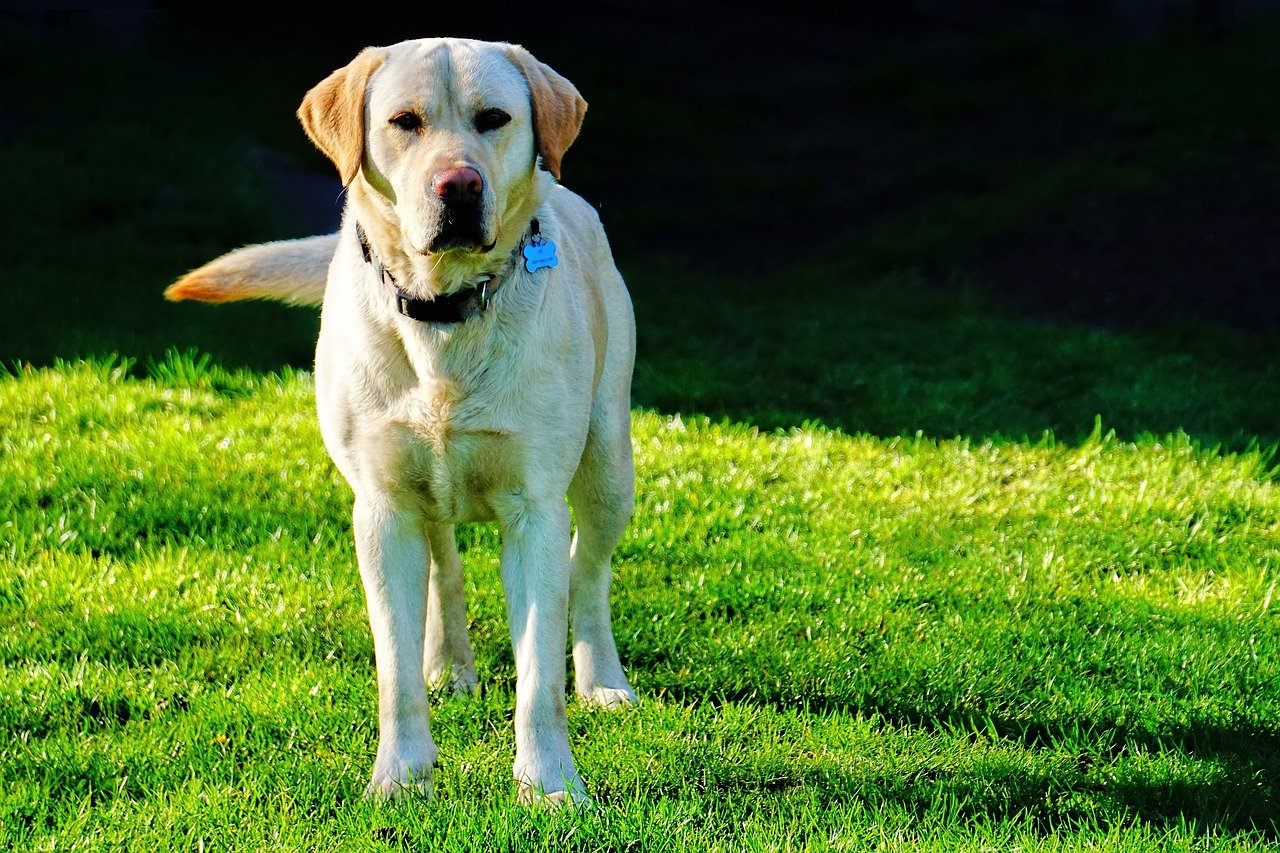 Why The Labrador Retriever is The Most Popular Dog Breed in Louisiana