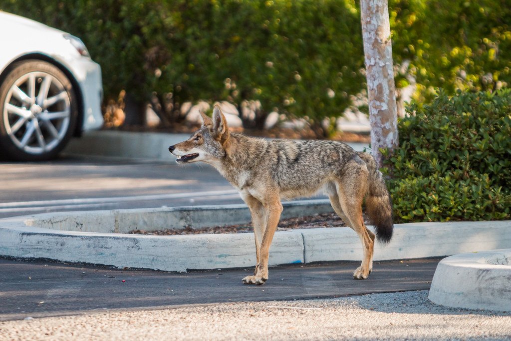 The Urban Coyote: A Surprising New Neighbor (image credits: flickr)
