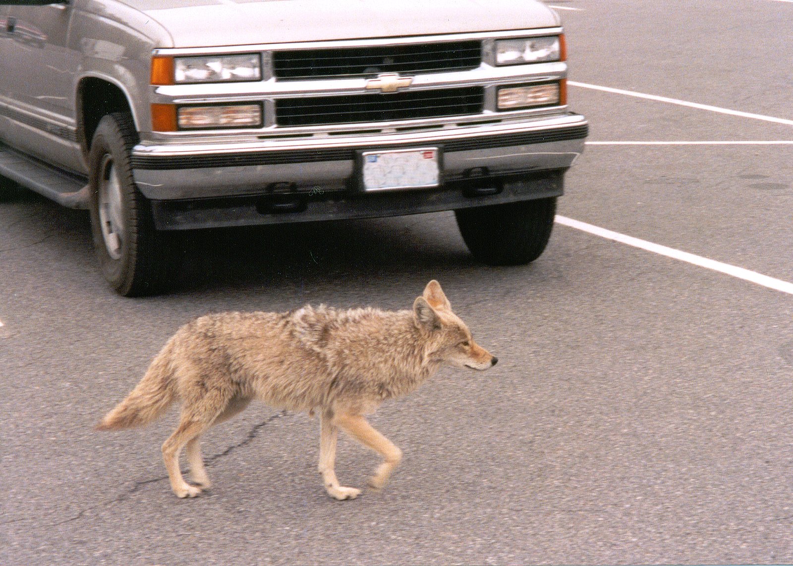 How Coyotes Outsmart the City’s Challenges (image credits: wikimedia)