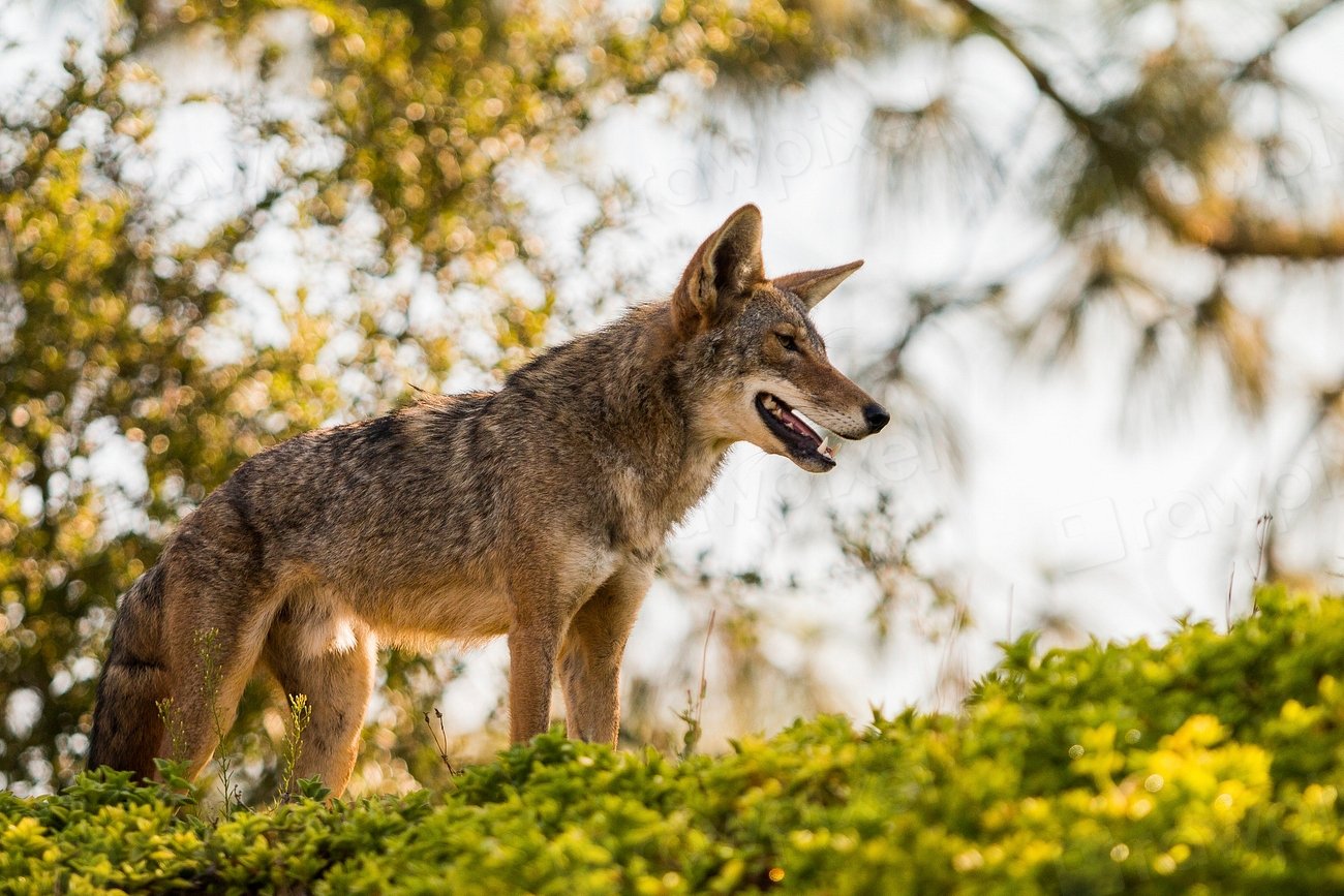 Dietary Shifts: From Rabbit Hunter to Garbage Gourmand (image credits: rawpixel)