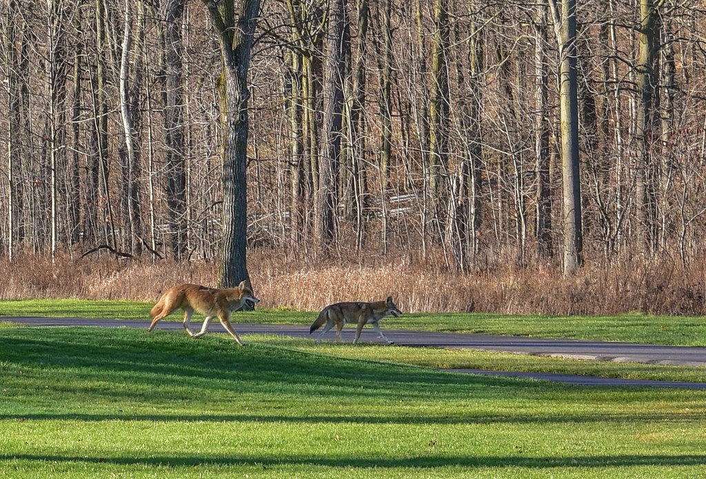 Family Matters: Coyote Packs in the City (image credits: flickr)