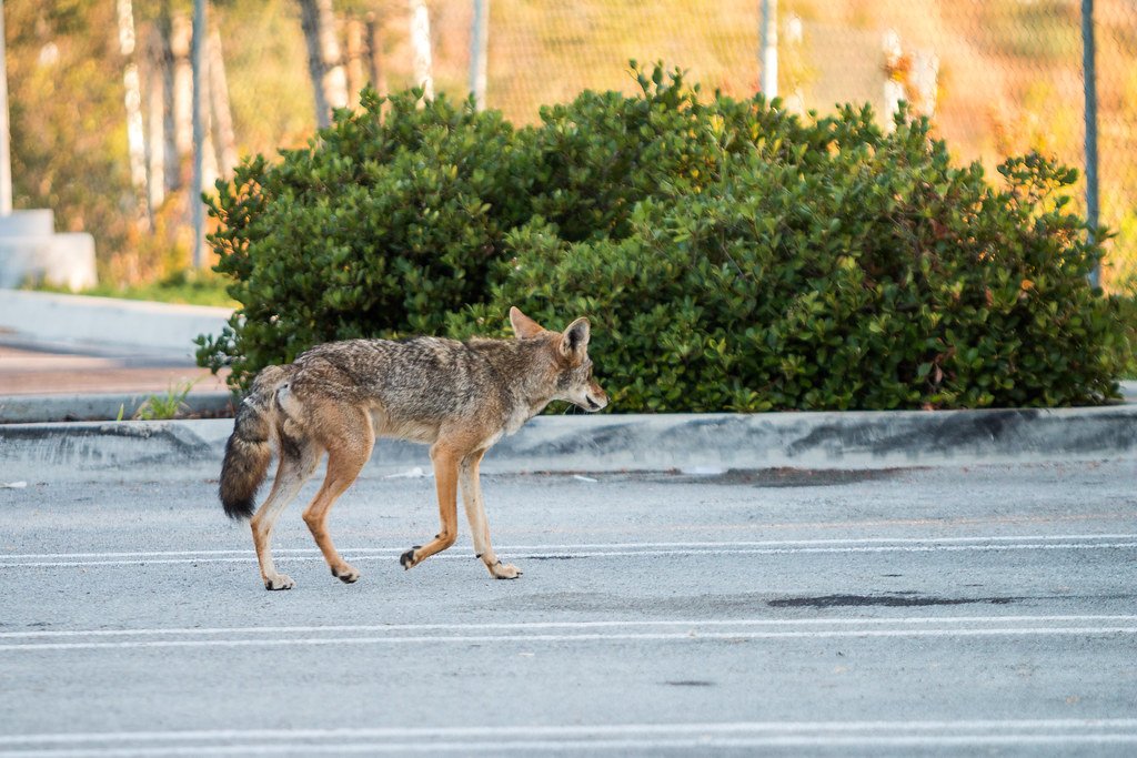 The Dangers Coyotes Face in the City (image credits: flickr)
