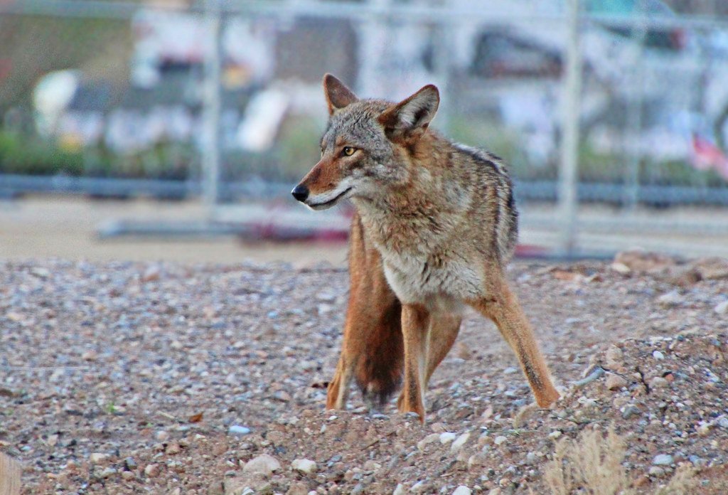 Why Coyotes Thrive: Evolution in Action (image credits: flickr)
