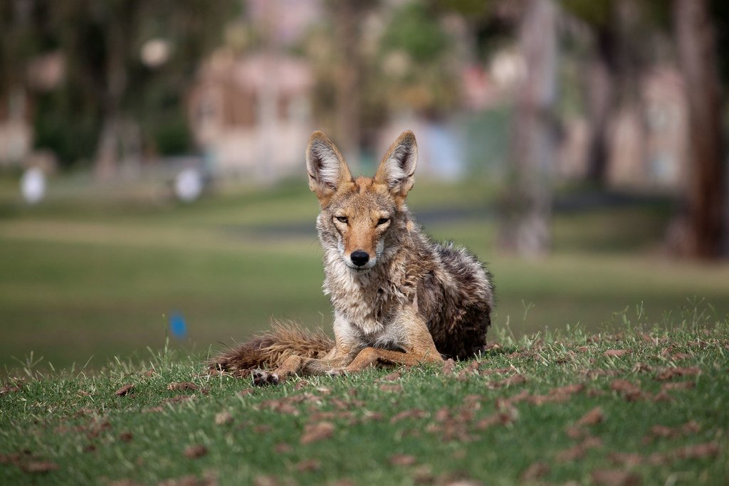 The Risks of Letting Coyotes Become Too Urbanized (image credits: flickr)