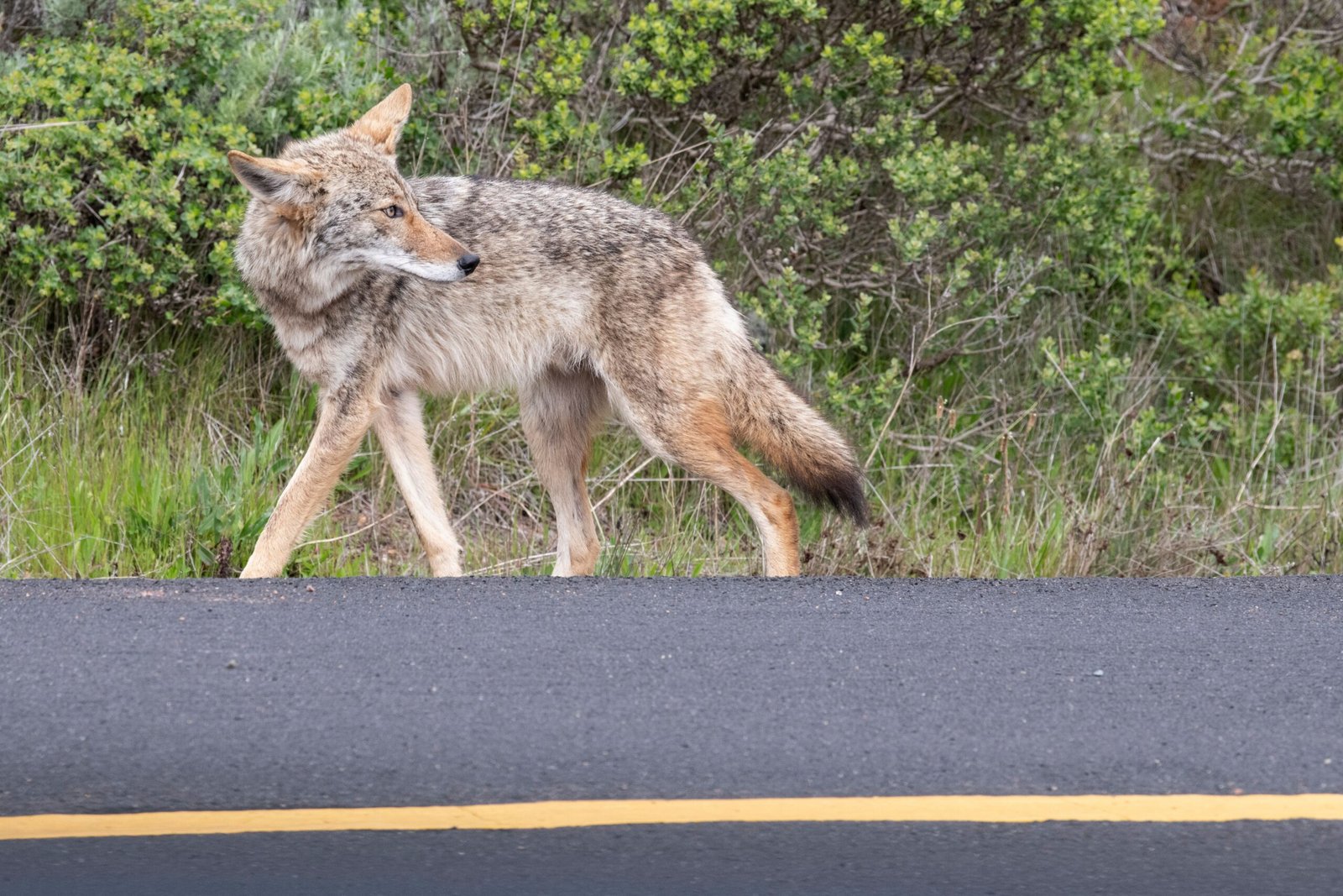 The Future of Coyotes in Our Cities (image credits: wikimedia)