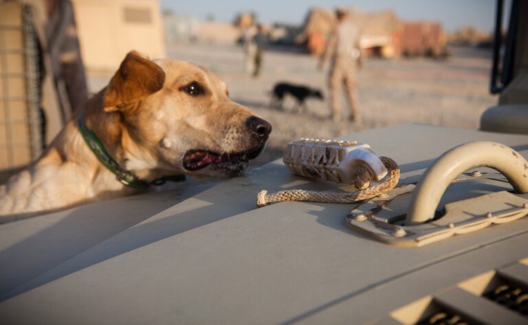 Avoid These 5 Things That Prevent Your Dog Bonding With You
