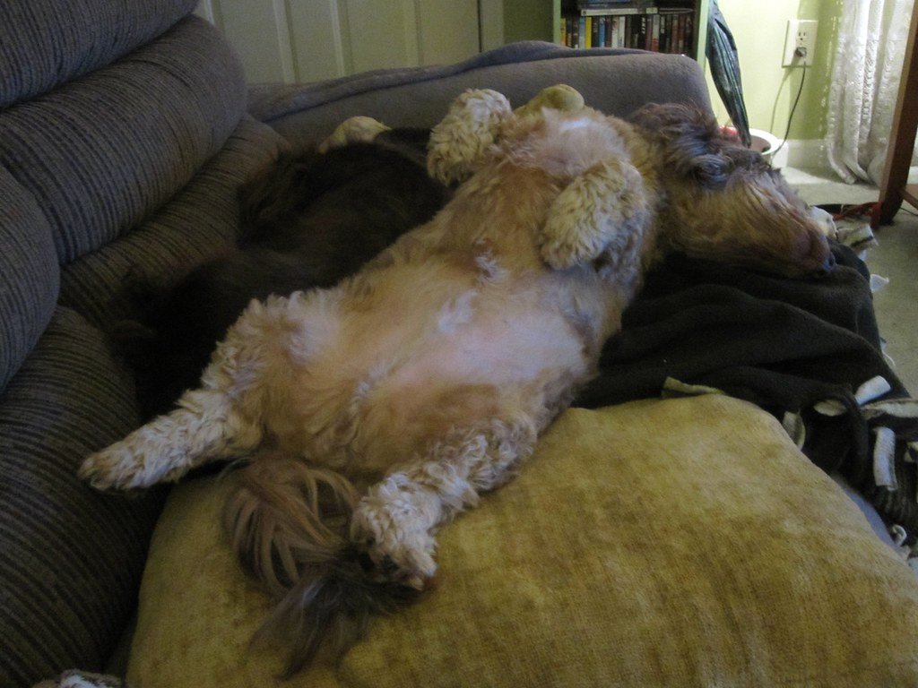 7. Relaxed: Sprawling Out or Lying Belly-Up (image credits: flickr)