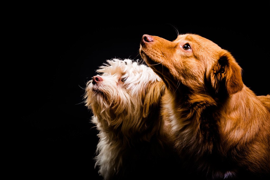 Anxiety and Compulsive Behaviors: When Worry Sets In (image credits: flickr)