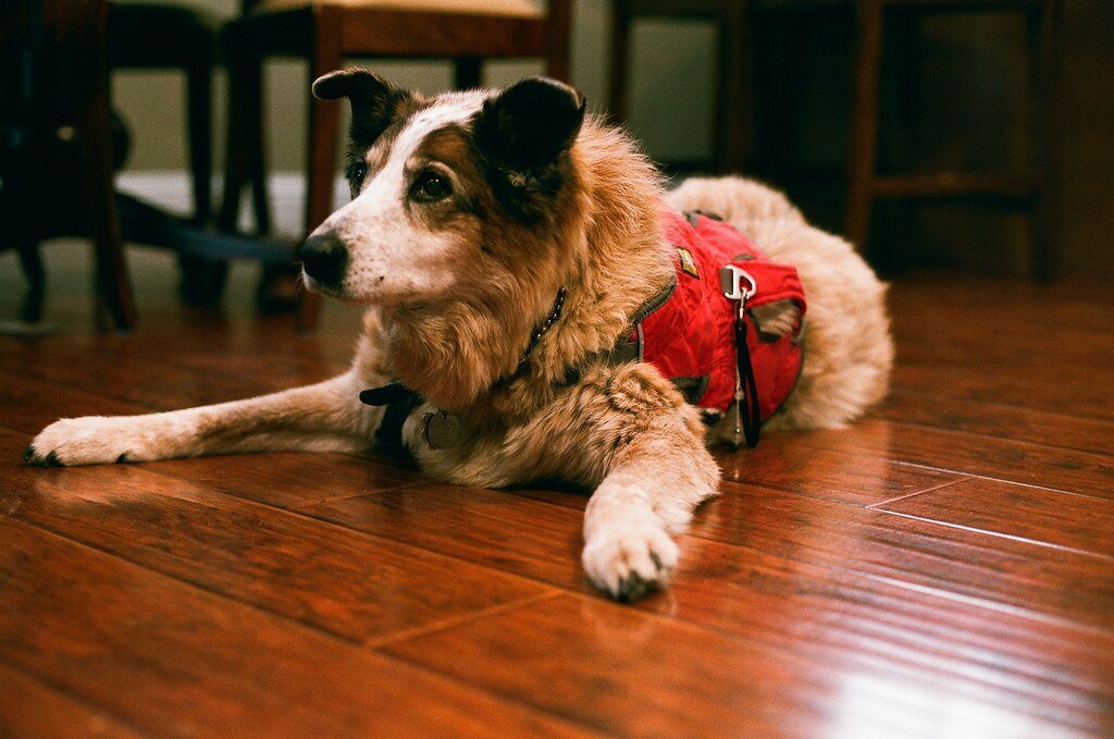 Cognitive Dysfunction: The Canine Version of Dementia (image credits: flickr)