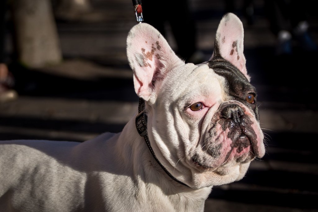 Seizures and Medical Concerns: When to Worry (image credits: flickr)