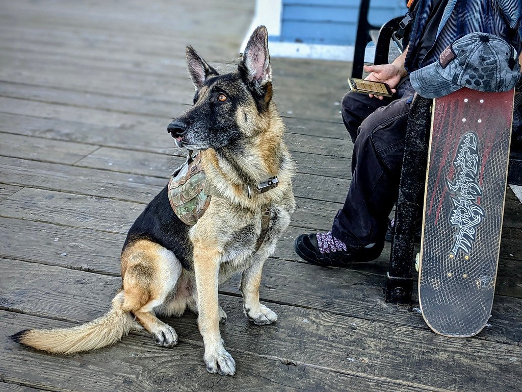 Dog Bite Liability: Who’s Responsible? (image credits: flickr)