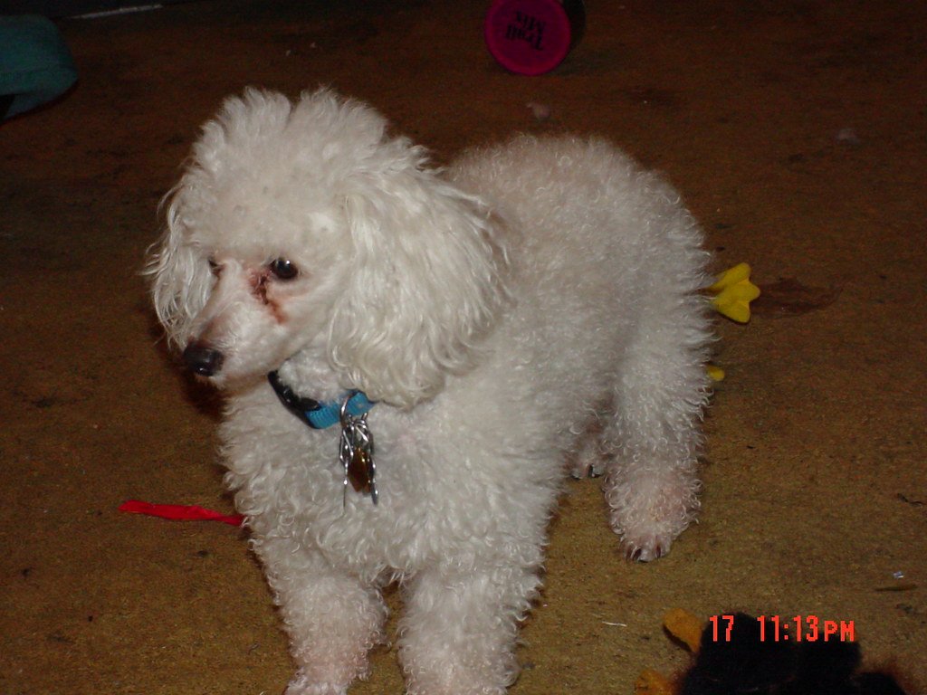 Separation Anxiety: The Clingy Side of Affection (image credits: flickr)