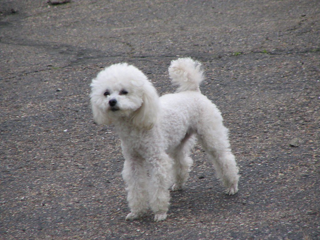 Unpredictable Barking: The Little Siren at Home (image credits: flickr)