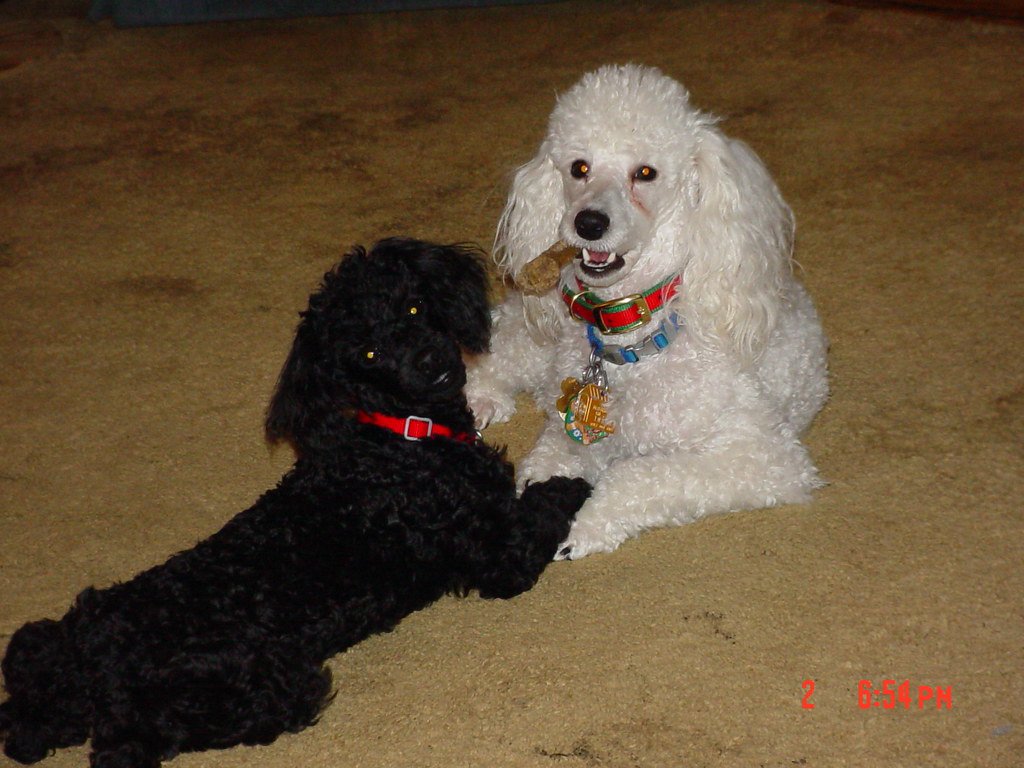 Intelligence Overload: Outsmarted by Your Own Dog (image credits: flickr)