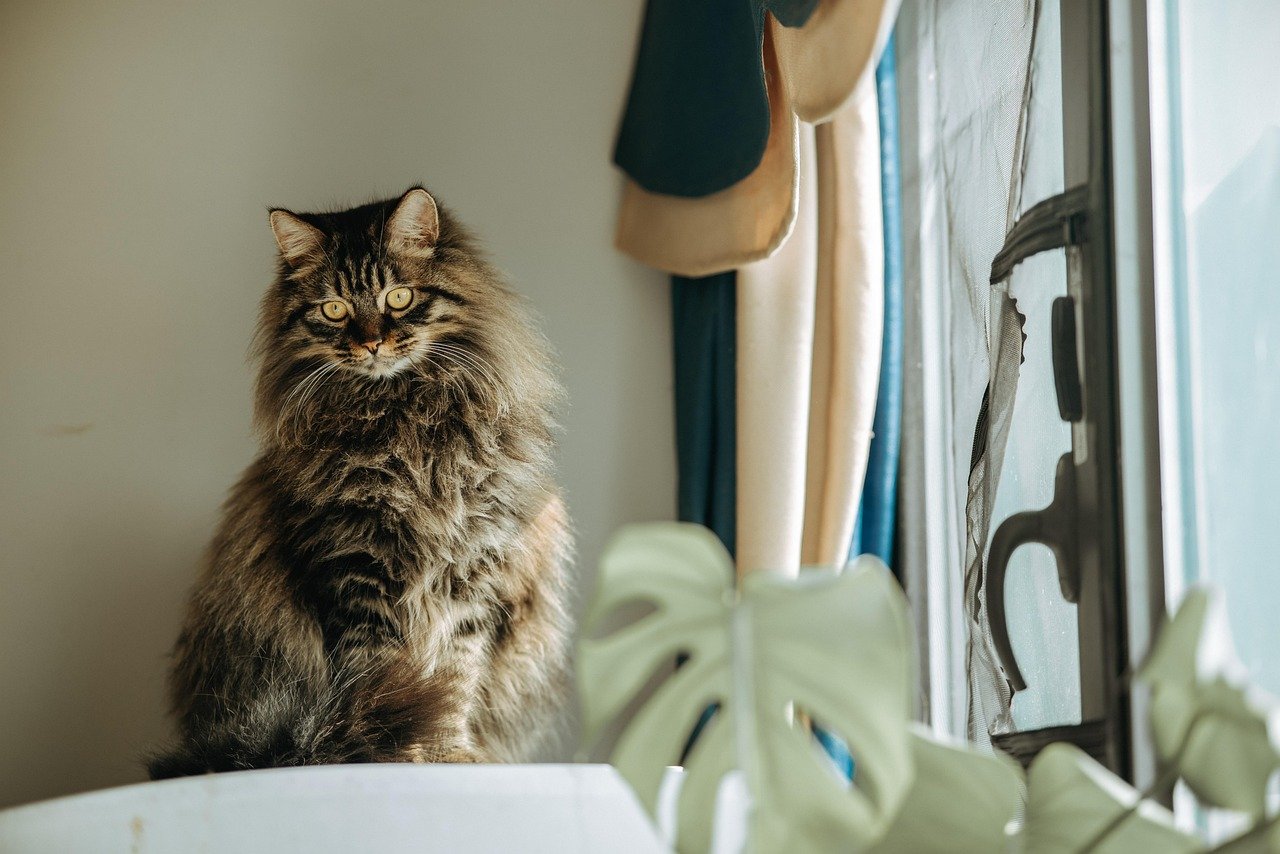 Your Cat Wants Your Attention (image credits: pixabay)