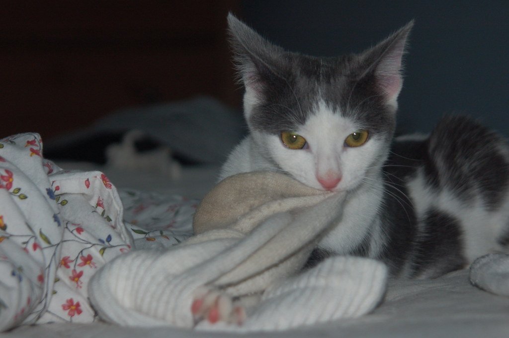 1. Stealing and Hiding Your Belongings (image credits: flickr)