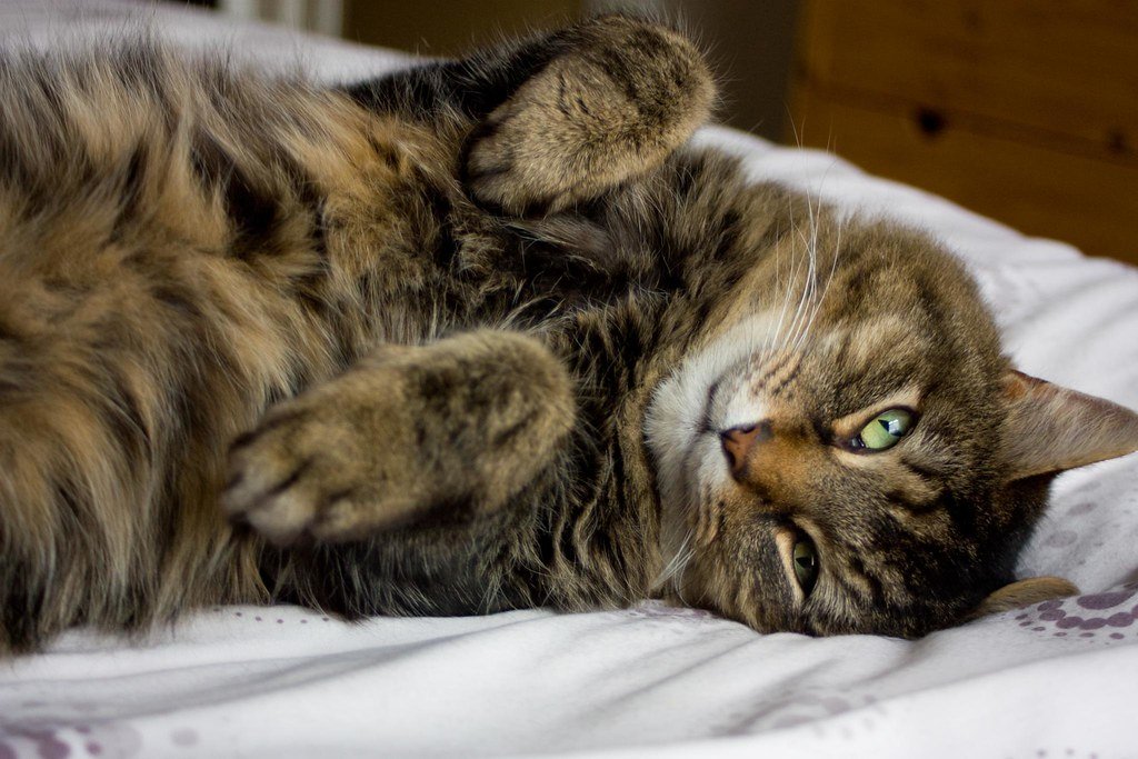 4. Rolling Around on Your Things (image credits: flickr)