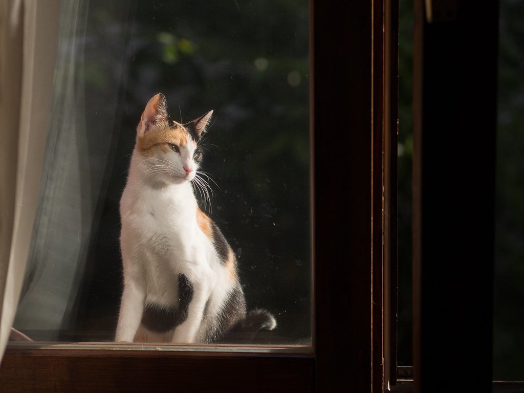 10. Waiting by the Door or Window (image credits: flickr)