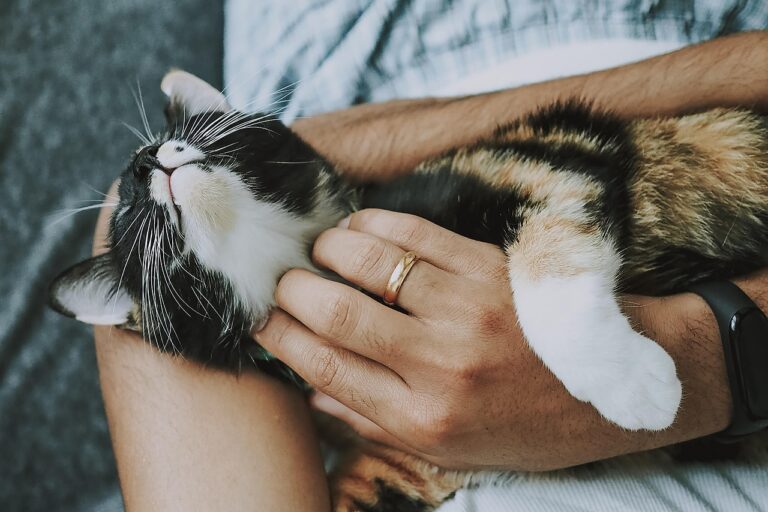 Cats cuddling.
