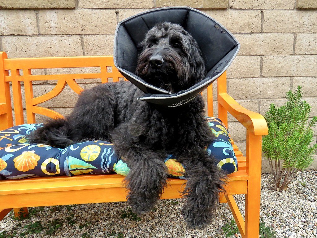 Skin Irritation and Hair Loss (image credits: flickr)