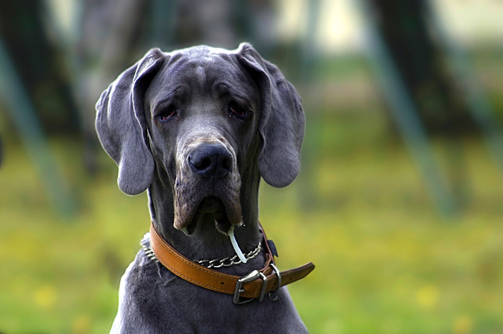5 Hidden Dangers Of Dog Collars Every Owner Should Know