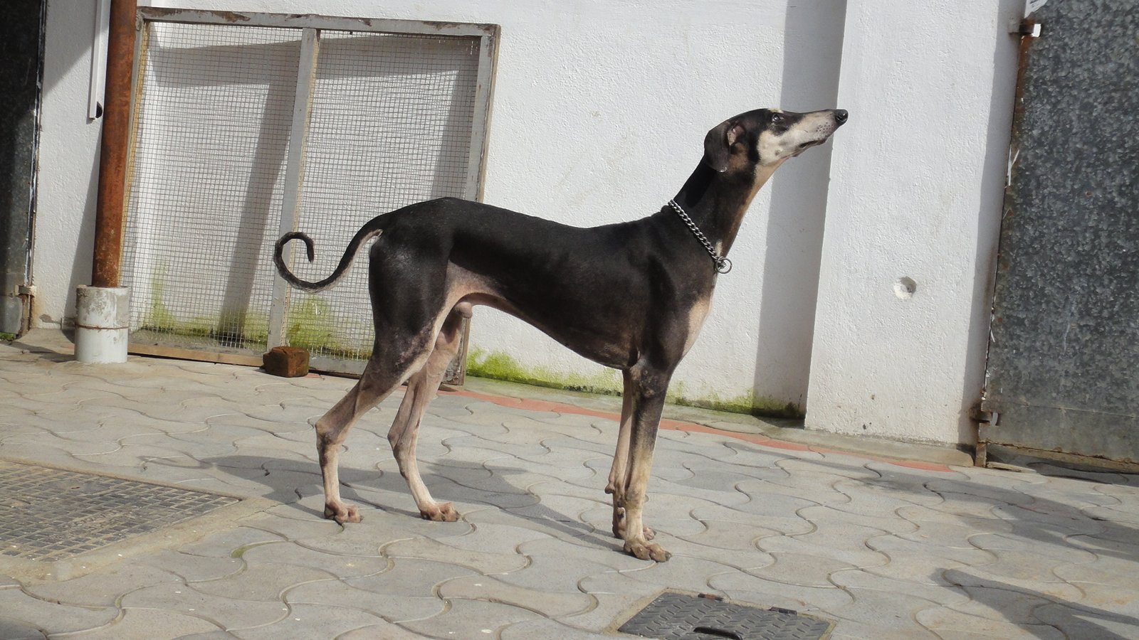 The Official Rescue Mission (image credits: By Futuristicpal, CC0, https://commons.wikimedia.org/w/index.php?curid=12168953)