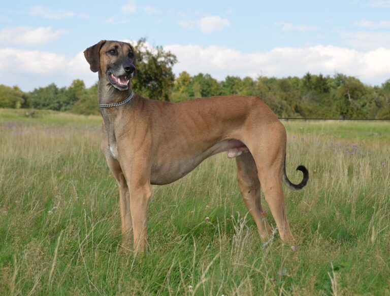 Dog Lovers Try Hard to Save This Endangered Desert Hound