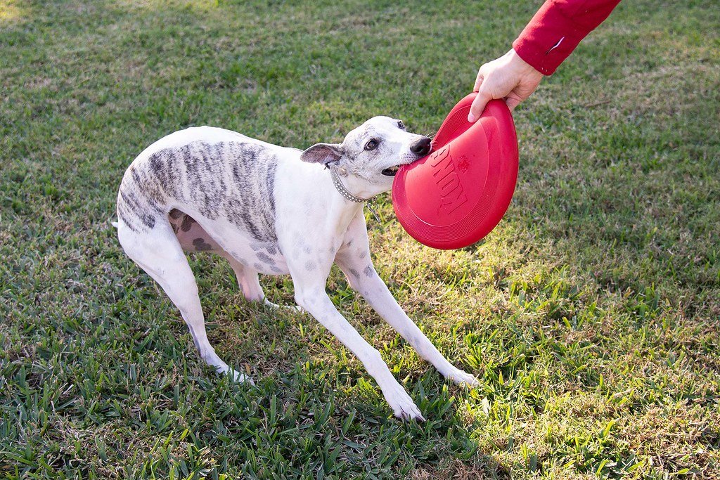 Fetch and Tug Toys: Channeling Energy Into Play (image credits: flickr)