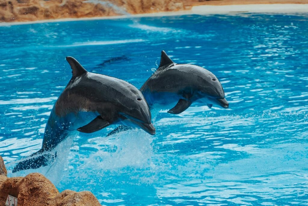 Two dolphins gracefully jumping out of the water, showcasing vibrant energy in a pool setting.