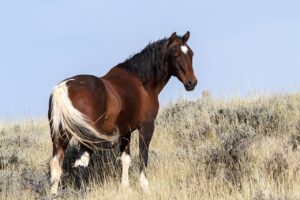 wild horses, wild mustangs, mustangs, horses, american wild horses, wild horses, wild horses, wild horses, wild horses, wild horses, horses, horses