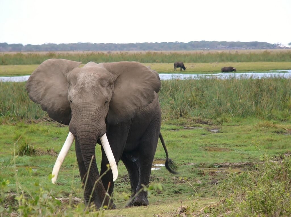 amboseli national park, kenya, elephant, animal, animals, nature, african elephant, africa, tusks, tusk, safari, big five, wilderness, elephant, elephant, elephant, elephant, elephant, african elephant, african elephant, tusks, big five, big five