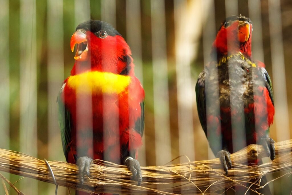animal, beak, behind, bars, bird, cage, caged, captivity, nature, feather, fence, fly, jail, parrot, prison, wild, yellow, lory, brown prison