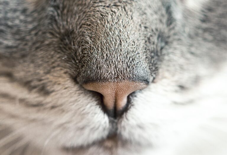 cat, nose, feline, animal, pet, smell, sniffing, smelling, snuffing, nature, fur, hair, whiskers