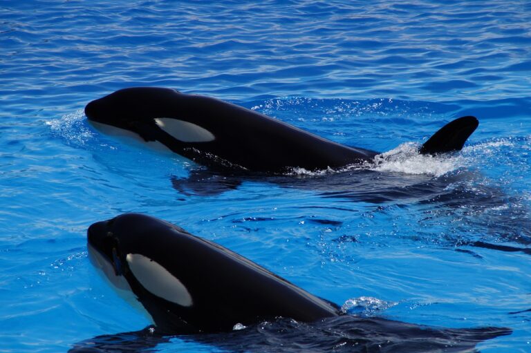 orca, whale, killer whale, orcinus orca, animal, blue, orka, big, water, sea water, head, teeth, marine mammals, black, nature, glittering, swim, maul, snout, two, black-and-white, togetherness