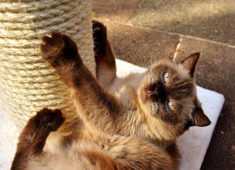 british shorthair, cat, scratch tree, to play, domestic animal, puss, british, pet, shorthair, wildlife, domestic cat, thoroughbred, breed cat, british shorthair cat, fur, nature, animal, portrait, cute