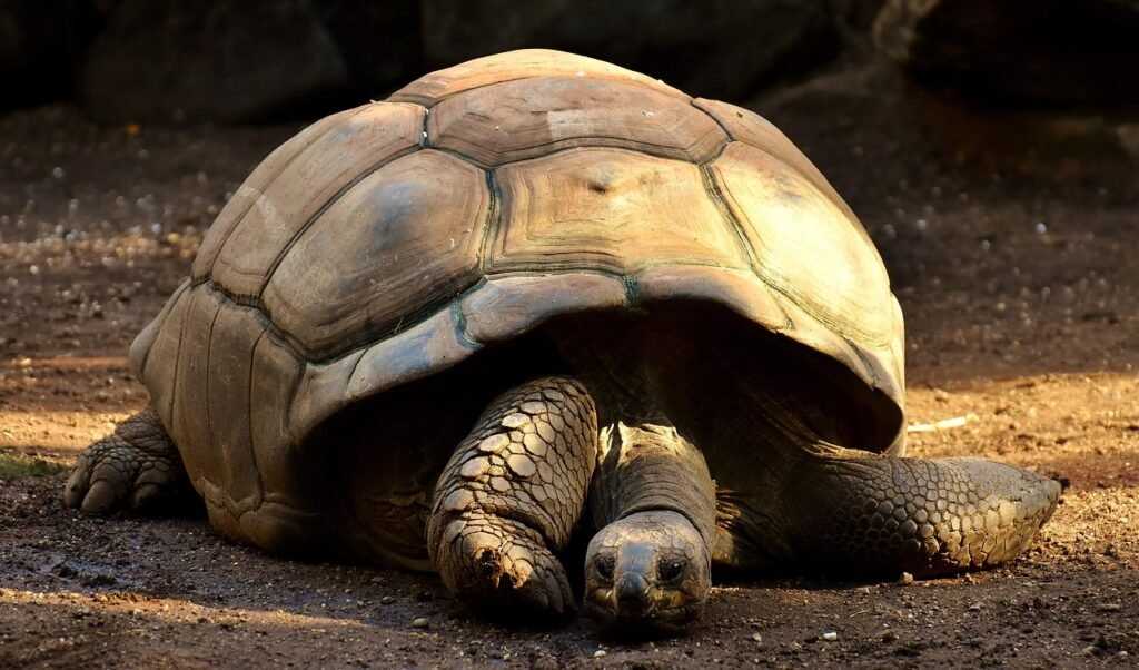 giant tortoises, animals, tank, zoo, tortoise, nature, reptile, tortoise shell, slow, creature, galápagos giant tortoise, armored, tierpark hellabrunn