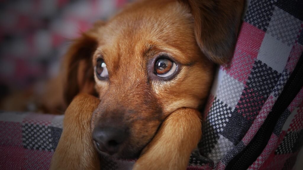 dog, cute, nature, animal, pet, puppy, looking, doggy, sad, eyes, adorable, beauty, brown, softness, tender, brown dog, brown animals, brown beauty, brown eye, brown puppy, brown pets