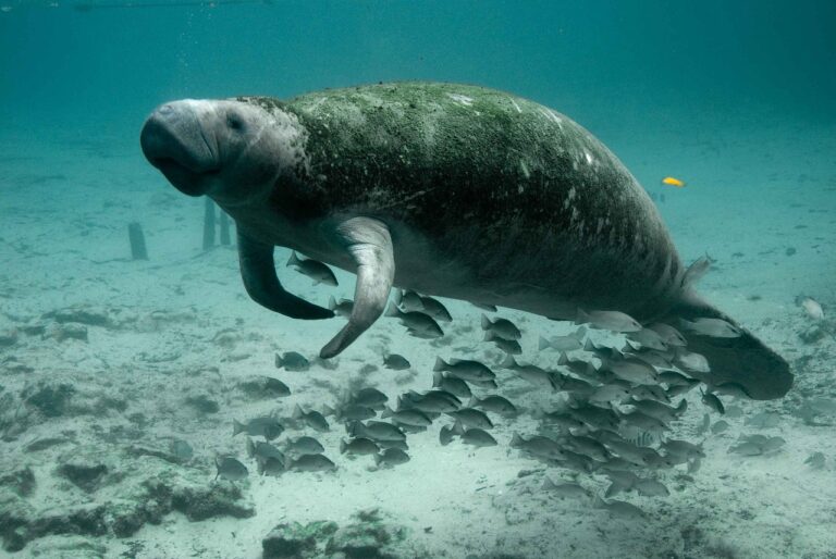 manatee, mammal, underwater, marine, water, sea, endangered, nature, seacow, sea cow, dugong, wildlife, aquatic, diving, swimming, florida, fauna