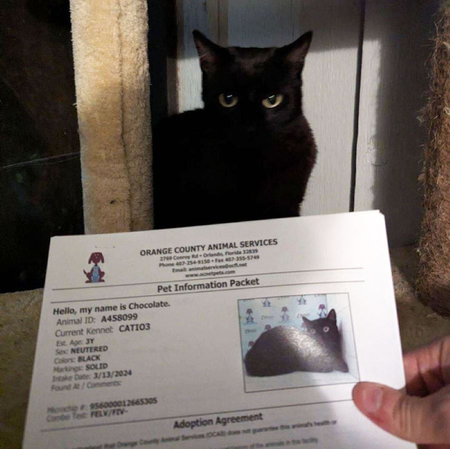 A Purrfect Match