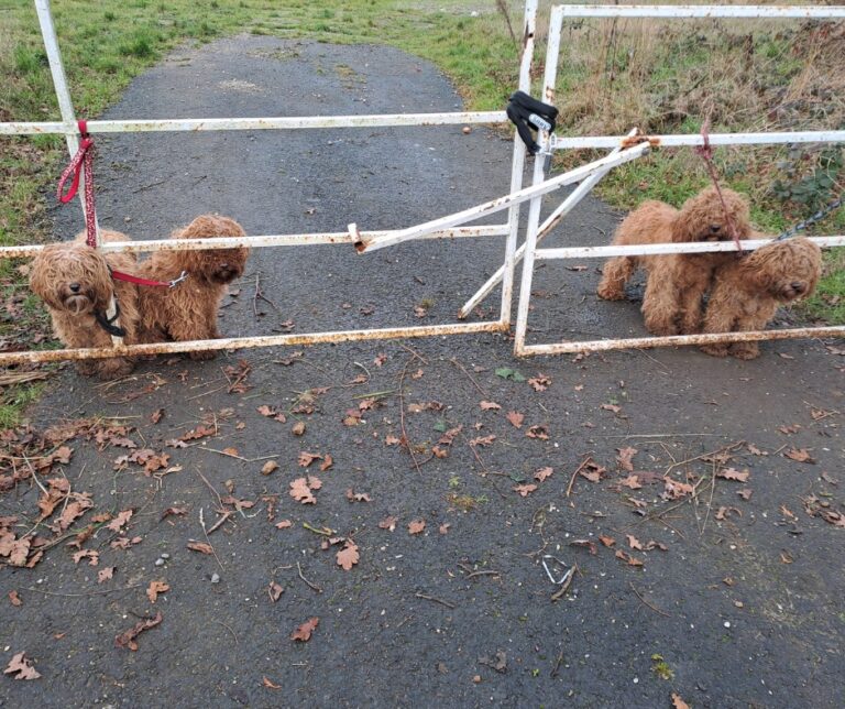 Four Abandoned Puppies Found Tied to a Gate in the Rain Get a Second Chance