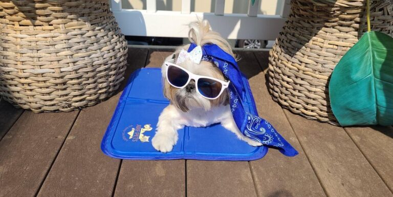 This Dog Cooling Mat Is What Every Pet Needs This Summer