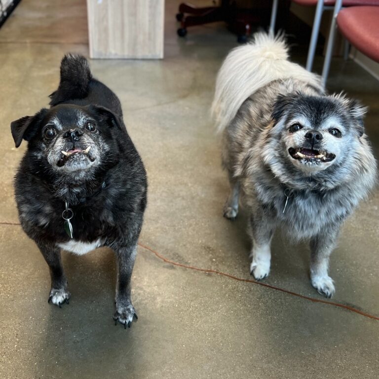 Senior Dogs Abandoned By Family After 12 Years Find a Home and Love Again