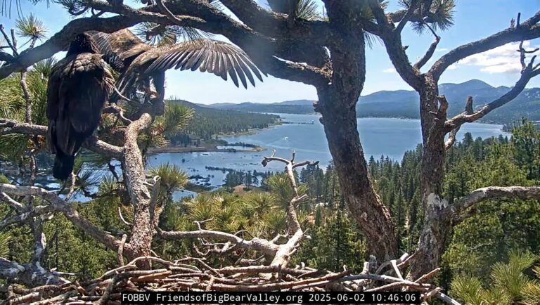 Big Bear Valley Eaglet Sunny Finally Spreads Her Wings Taking Flight for The First Time