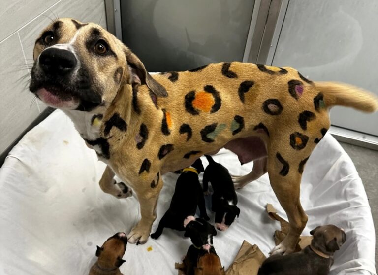 Call About Neglected Dog in Arizona Leads Rescuers to Spotted ‘Leopard’ With Litter of Puppies